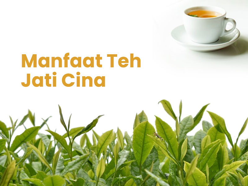 Manfaat Teh Jati Cina Manfaat Manfaat Teh Jati Cina
