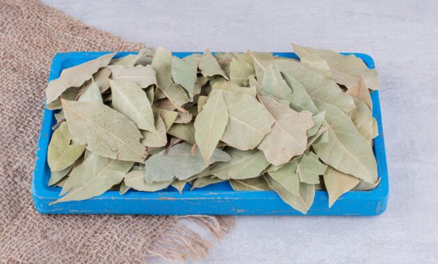 manfaat daun jati belanda untuk teh celup herbal