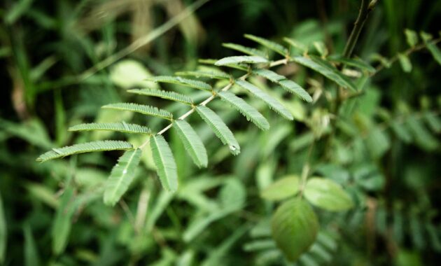 manfaat daun saga teh herbal