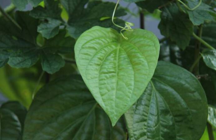 Manfaat daun sirih sebagai teh herbal alami