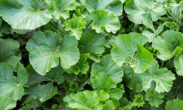 Daun Pegagan (Centella asiatica): Khasiat Alami untuk Teh Herbal