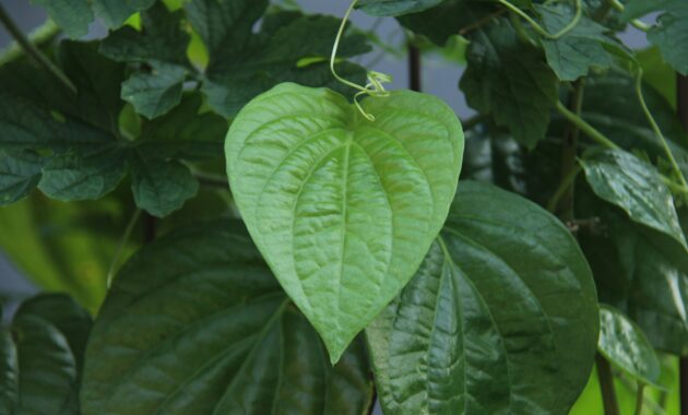 Khasiat Daun Sirih, Manfaat, dan Potensi Teh Herbal